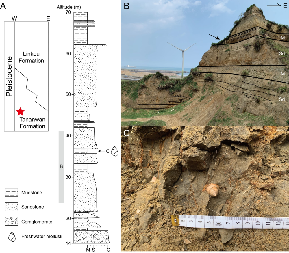 photo of fossil site shows shells in regions where the scientists dug photo of fossil site shows shells in regions where the scientists dug